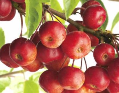 Malus ‘Red Sentinel’ meerstammig - Sierappel