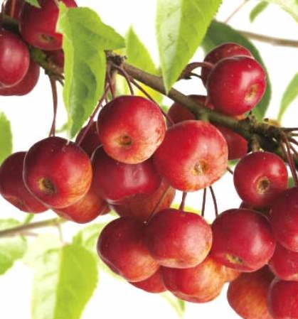 Malus ‘Red Sentinel’ - sierappel