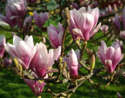 Magnolia soulangeana - beverboom