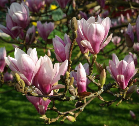 Magnolia soulangeana - beverboom