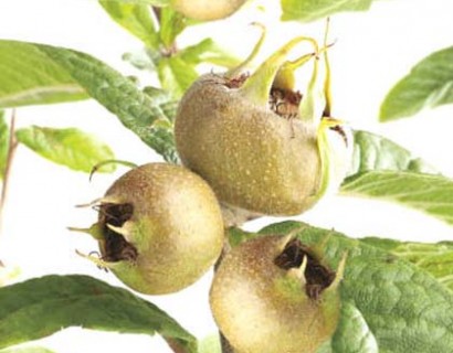 Mespilus germanica - mispel