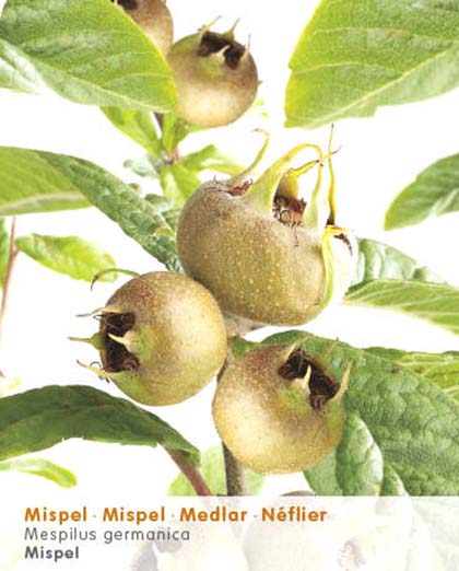 Mespilus germanica - mispel