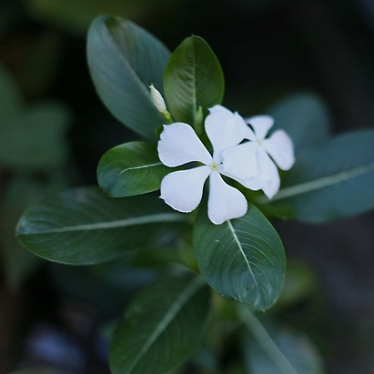 Vinca minor ‘Gertrude Jekyll - kleinbladige maagdenpalm