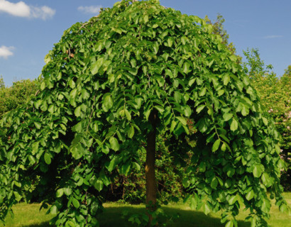 Morus alba ‘Pendula’ op stam - Treurmoerbei