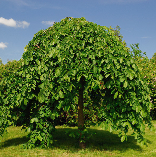 Morus alba ‘Pendula’ treurmoerbei pot halfstam