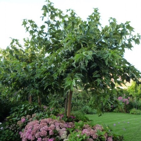 Morus alba ‘Platanifolia’ - moerbei