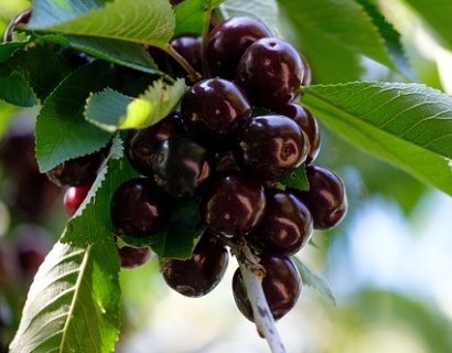 Prunus avium ‘Bigarreau Noir’ - kers