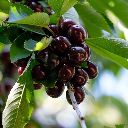 Prunus avium ‘Bigarreau Noir’ - kers