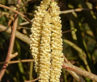 Corylus avellana ‘Contorta’ - krulhazelaar