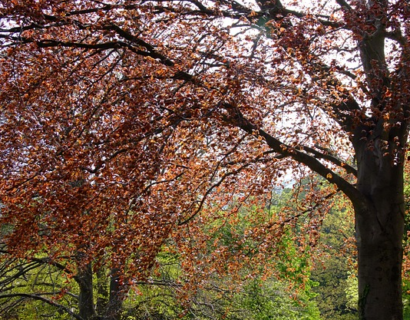 Fagus sylvatica ‘Purpurea’ of atropunicea - rode beuk