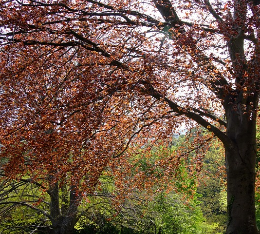 Fagus sylvatica ‘Purpurea’ of atropunicea - rode beuk