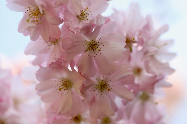 Prunus triloba op stam - amandelboompje