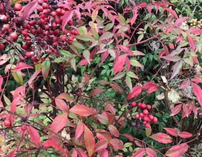 Nandina domestica - schijnbamboe