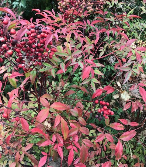 Nandina domestica - schijnbamboe