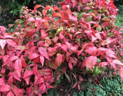 Nandina domestica ‘Fire Power’ - schijnbamboe