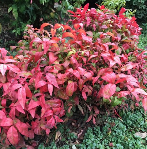 Nandina domestica ‘Fire Power’ - schijnbamboe