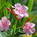 Hoe moet ik mijn Oleander snoeien?