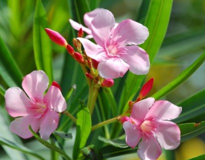 Nerium oleander - oleander