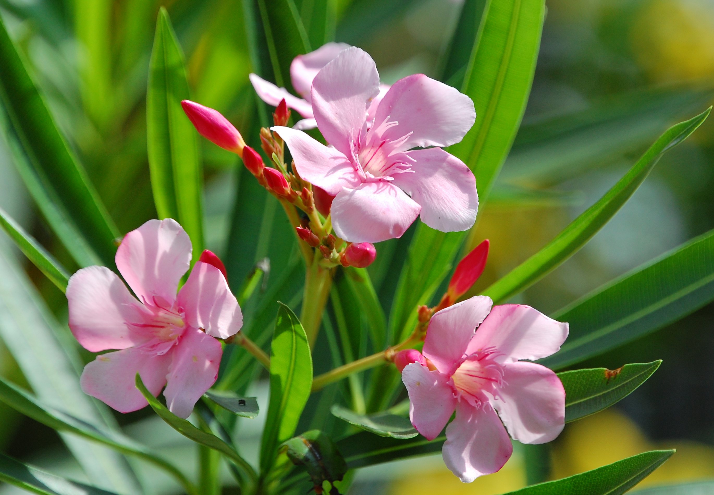 oleander snoeien