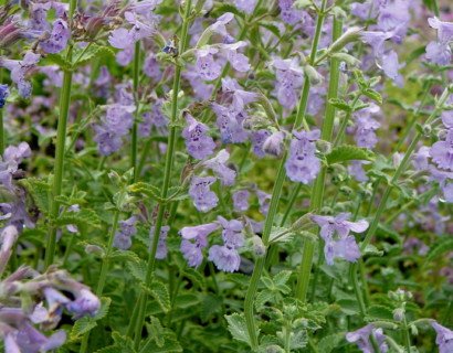 Nepeta faassenii ‘Walkers Low’ (grote pot) - Kattekruid