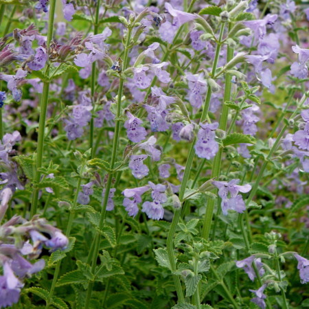 Nepeta faassenii ‘Six Hills Giant’ - kattekruid