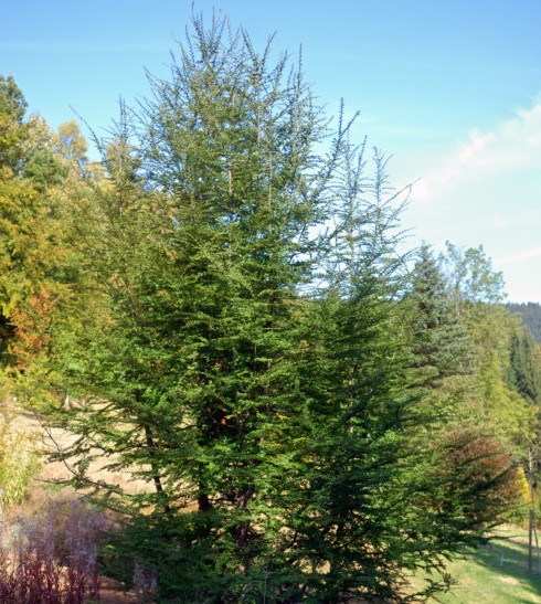 Nothofagus antarctica - schijnbeuk