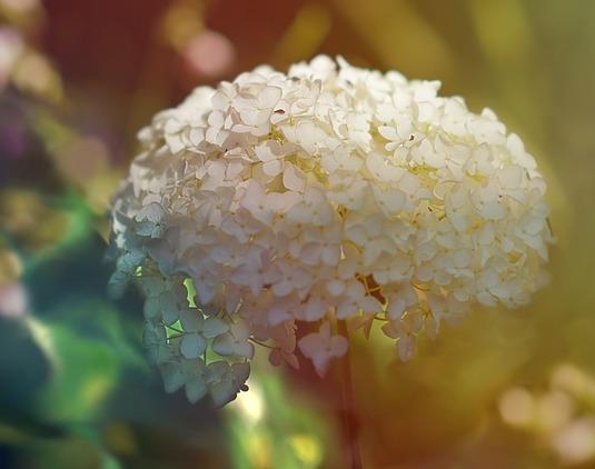 Hydrangea ‘Incrediball’ of ‘Strong Annabelle’ pot 3 liter