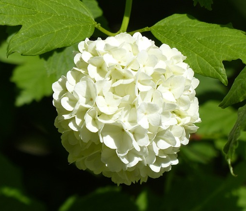 Hydrangea macrophylla ‘Sneeuwbal’ - hortensia