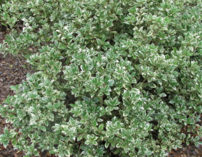 Osmanthus heterophyllus ‘Variegatus’ - schijnhulst