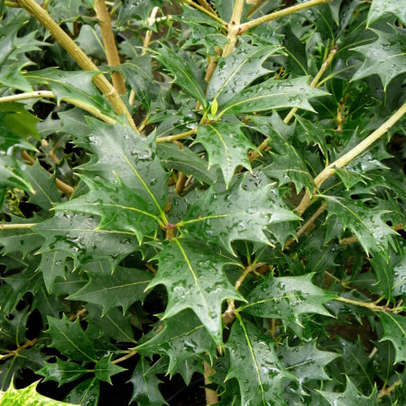 Osmanthus heterophyllus - schijnhulst