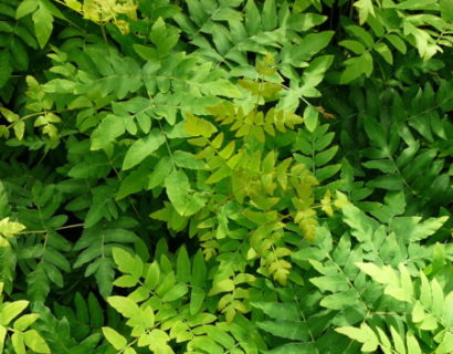 Osmunda regalis - koningsvaren