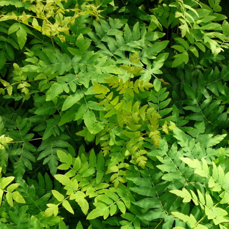 Osmunda regalis - koningsvaren