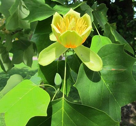 Liriodendron tulipifera - tulpenboom