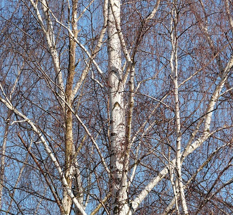 Betula utilis - witte himalayaberk