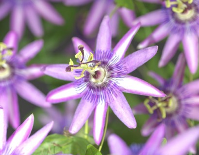 Passiflora ‘Amethyst’