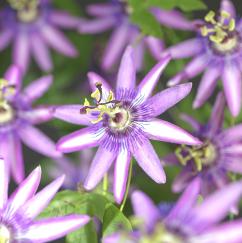 Passiflora ‘Amethyst’ - passiebloem