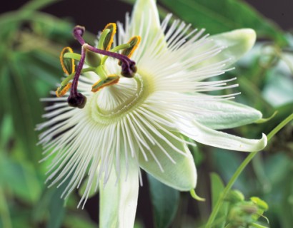 Passiflora ‘Constance Elliott’