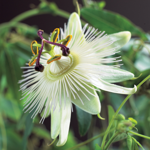 Passiflora ‘Constance Elliott’ - passiebloem