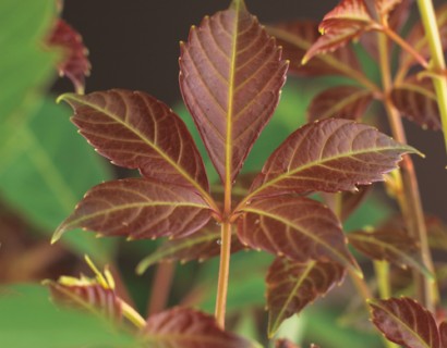 Parthenocissus ‘Henryana’ - wilde wingerd