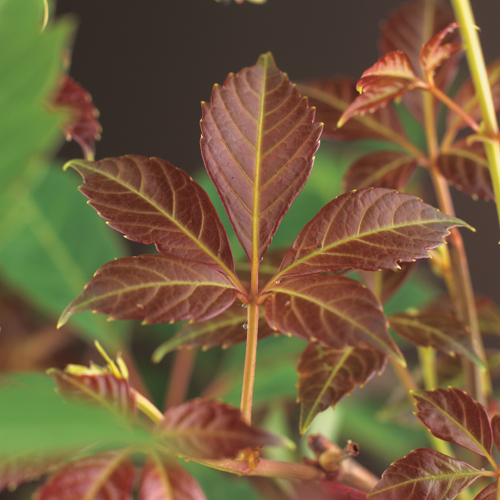 Parthenocissus ‘Henryana’ - wilde wingerd