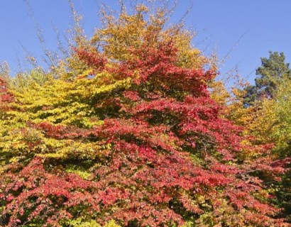 Parrotia persica meerstammig 175/200 cm