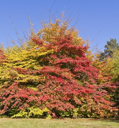 Parrotia persica meerstammig - Perzisch ijzerhout