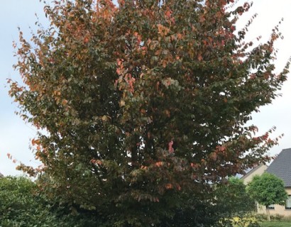 Parrotia persica boom - Perzisch ijzerhout