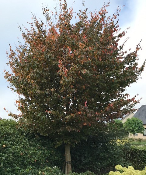 Parrotia persica boom - Perzisch ijzerhout