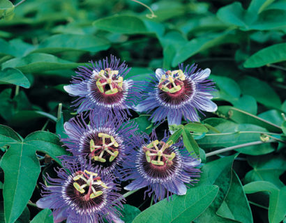 Passiflora ‘Purple Haze’ - passiebloem