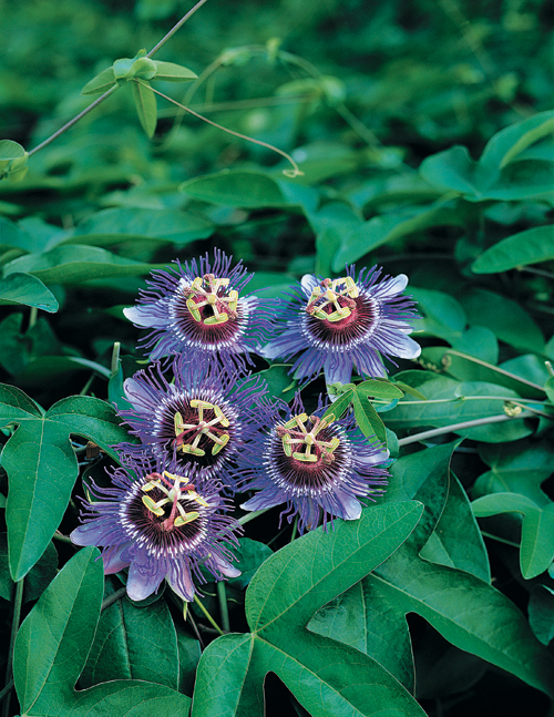 Passiflora ‘Purple Haze’ - passiebloem