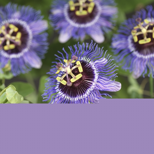 Passiflora ‘Purple Rain’ - passiebloem