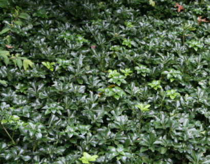 Pachysandra terminalis - siermarjolein