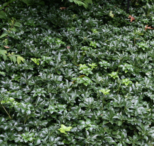 Pachysandra terminalis - 