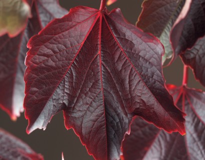 Parthenocissus tricuspidata ‘Veitchii’ - wilde wingerd